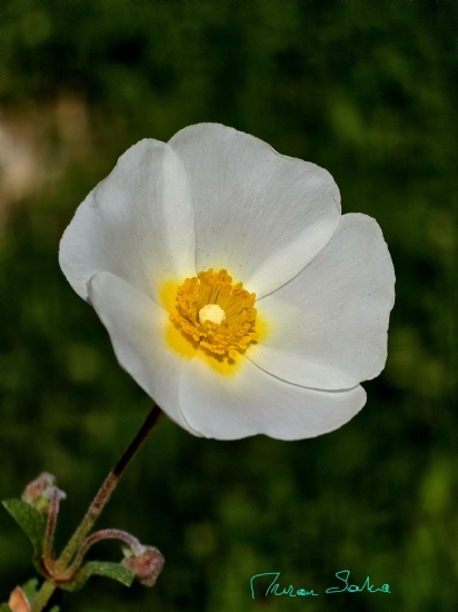 Yavşan