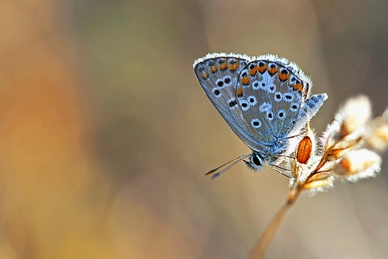 Rengarenk Yaamlar...