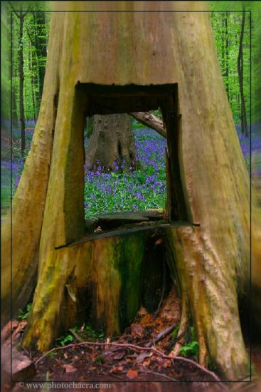 Sadece Mavili (pencere)