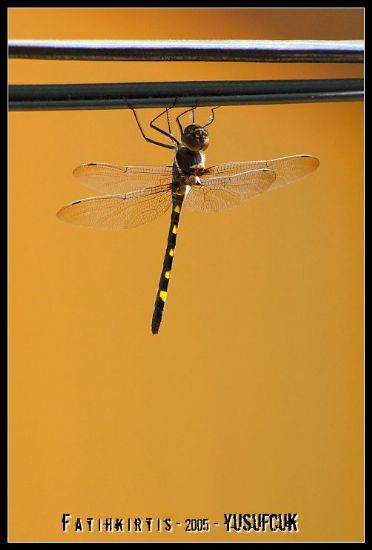 Dragonfly