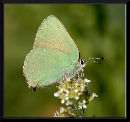 Yesil Zumrut -rub