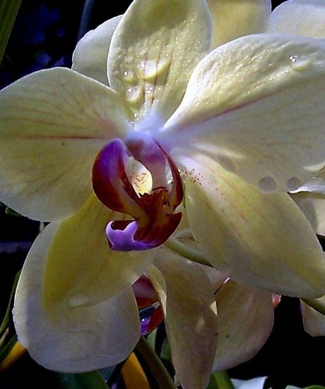 Orkide 1