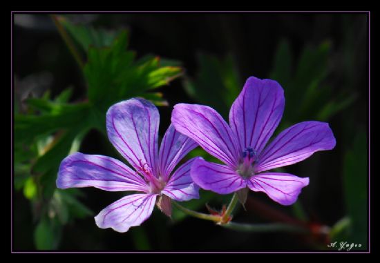 Geranium