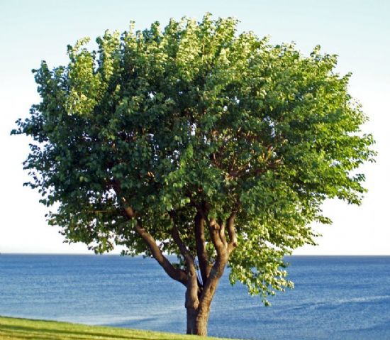 u Kardaki Tek Top Aa2