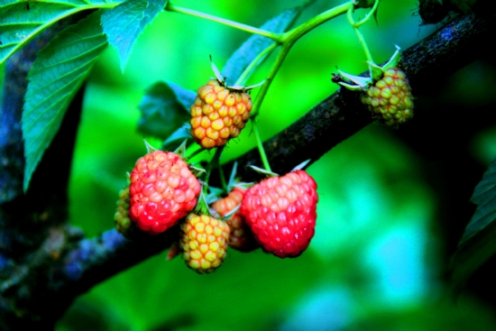 Brtlen  (blackberry - Rubus )