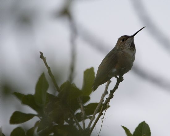 Humming Bird