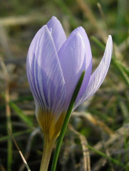 Crocus Biflorus Subsp.  Adamii