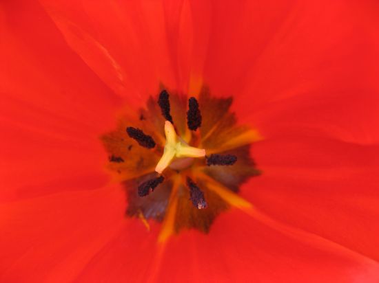 Papaver,,,