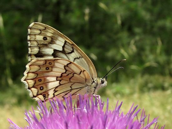 16 - Anadolu Melikesi (melanargia Larissa)