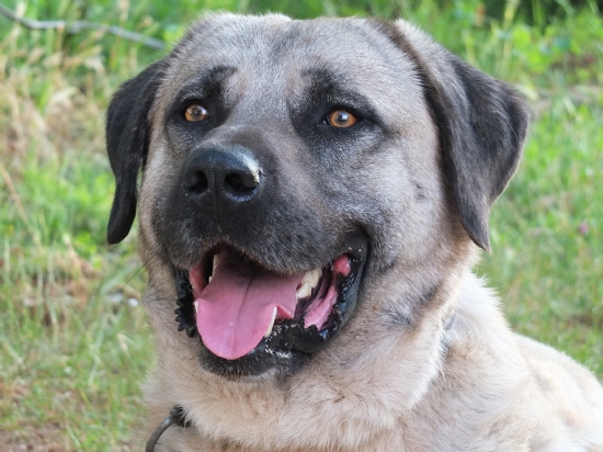 Kangal Kpei