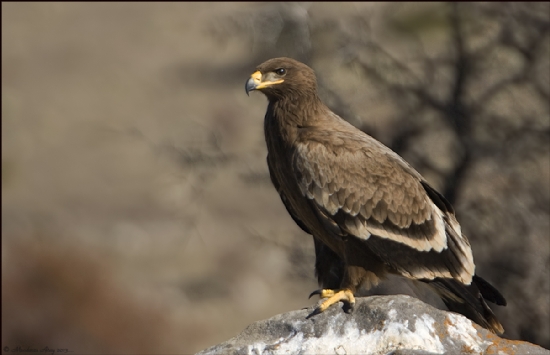 Bozkr Kartal Steppe Eagle / Aquila Nipalensis