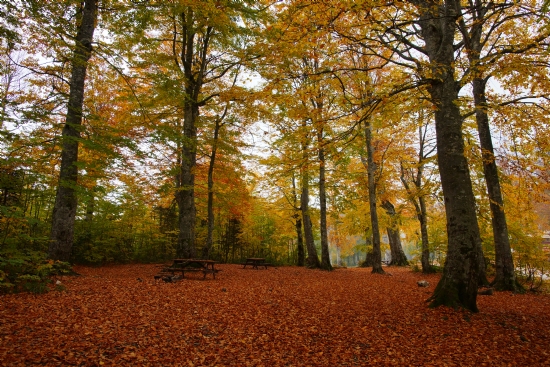 Kartepe De Sonbahar 2