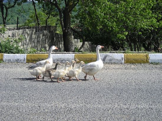 Anne Baba Ve ocuklar