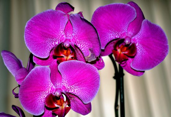 Orkidem...