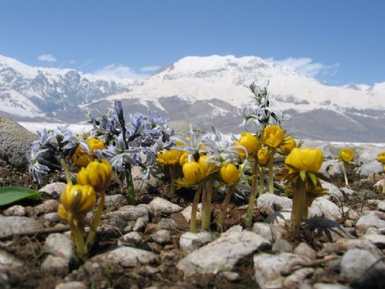 Munzurum Ve iekleri