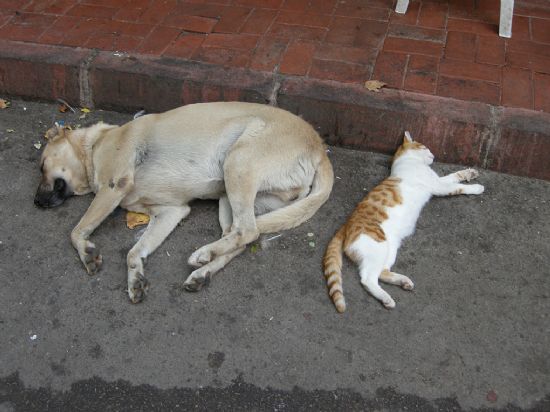 Bykada’da Siesta