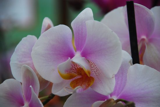 Orkide Dnyas