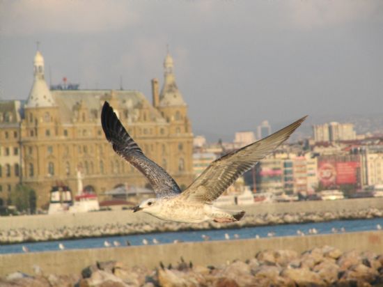 Haydarpaa