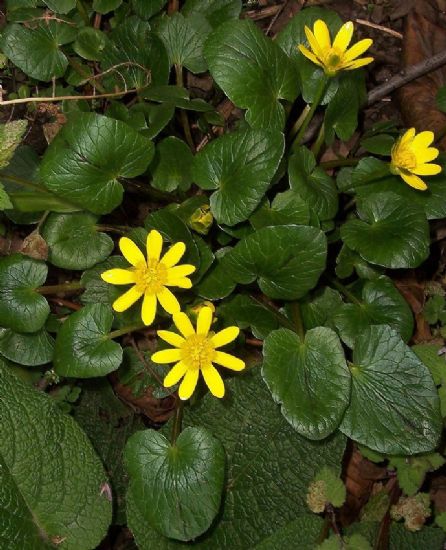 Ranunculus