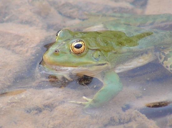Yeniden Yine Kurba�a..
