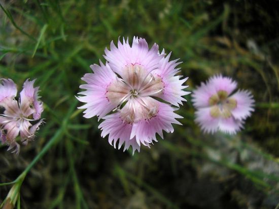 Dianthus (karanfil)