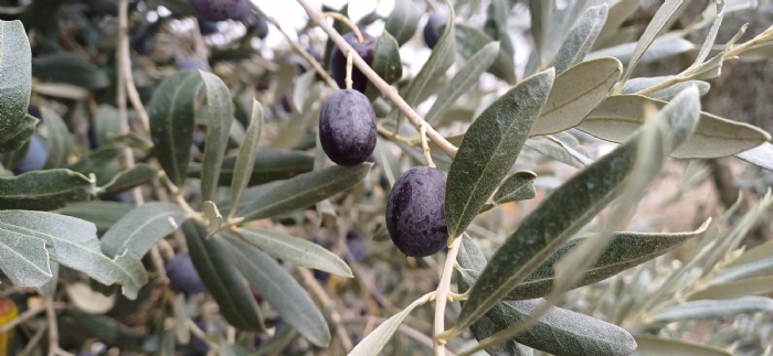 Dalnda Zeytin