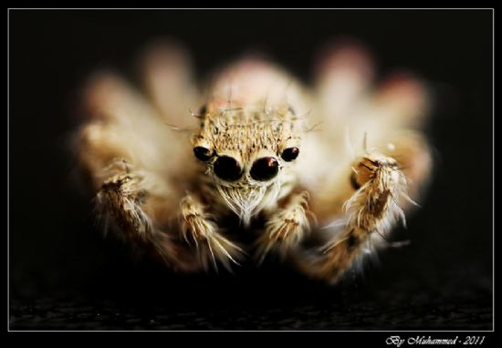 Spider