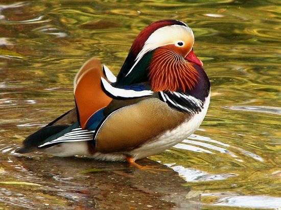 Mandarin