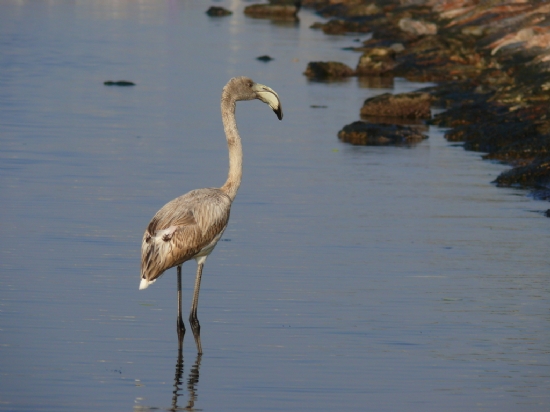 Gen Flamingo