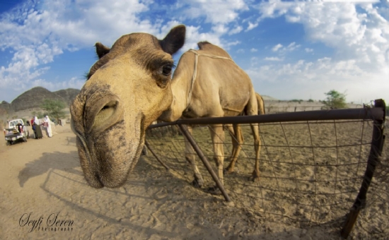 Saudi Arabia