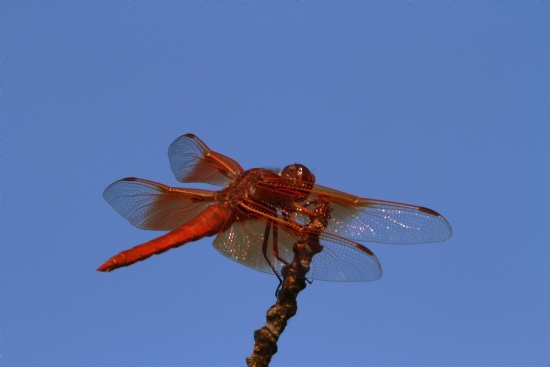 Dragon Fly