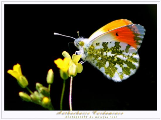 Anthocharis Cardamines