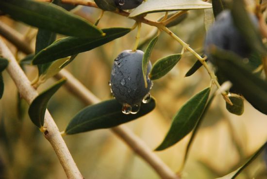 Zeytin