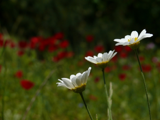 Nevruz