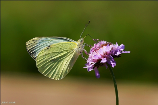 Byk Beyazmelek (pieris Brassicae)