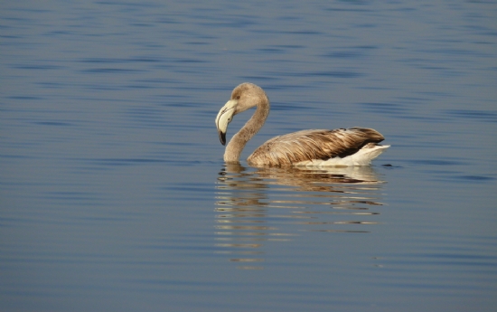 Gen Flamingo