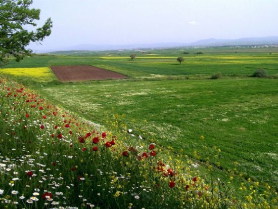 Baharn Renkleri