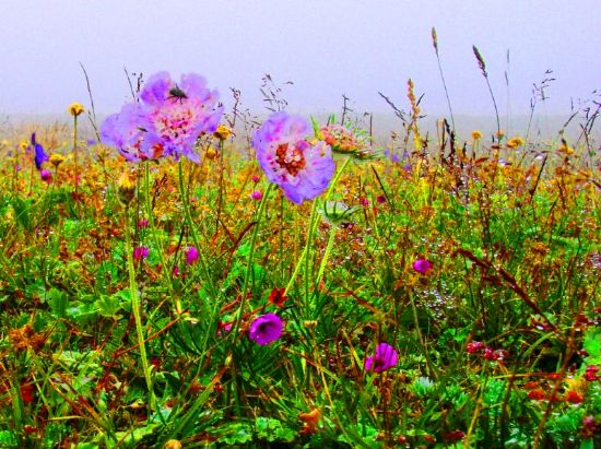 Yayla Dokusu