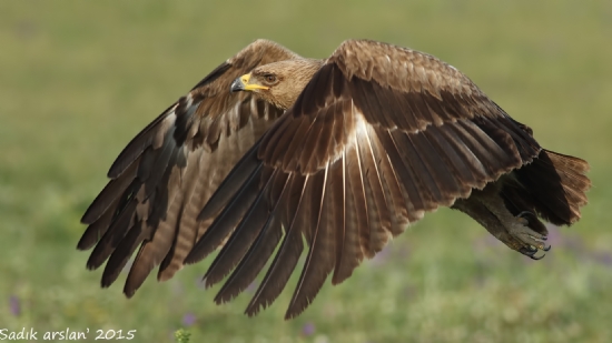 Bozkr Kartal