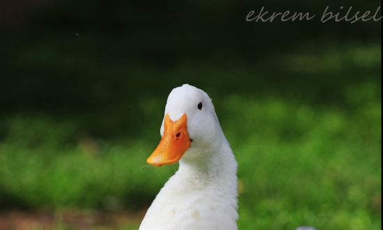 Daffy Duck Amca :)