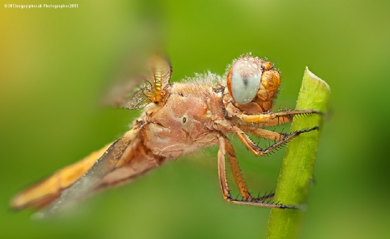 Dragonfly