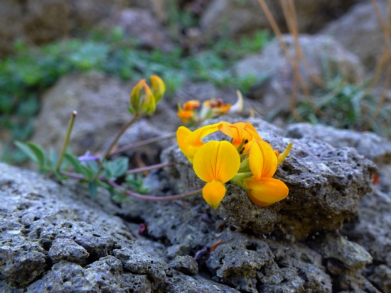 Lotus Corniculatus