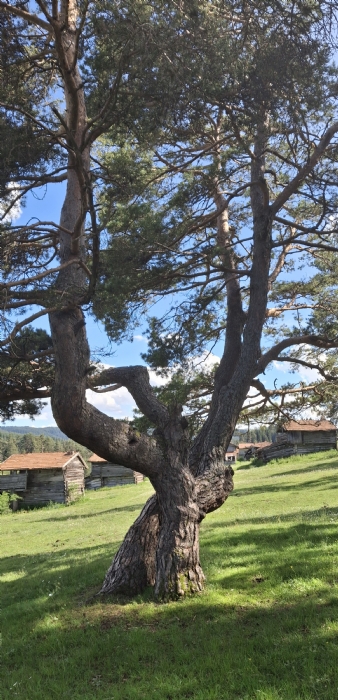 Araç/sıragömü Yaylası