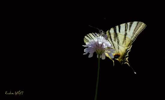 Krlang Kuyruk (papilio Machaon)