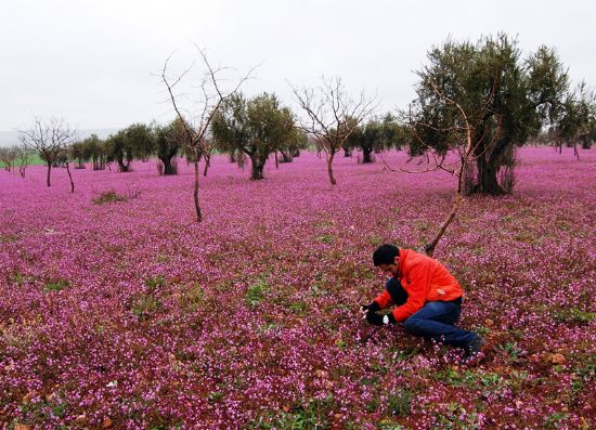 Pembe Tarla 1