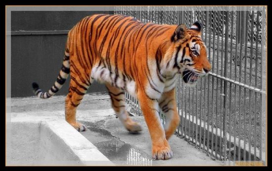 Tiger Girll