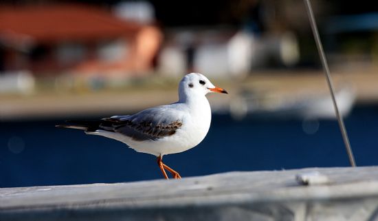 lerinden Biri