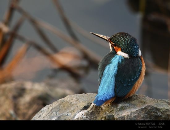 Yalapkn / Kingfisher / Alcedo Atthis