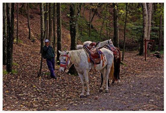 Belgrad Ormanndan 4