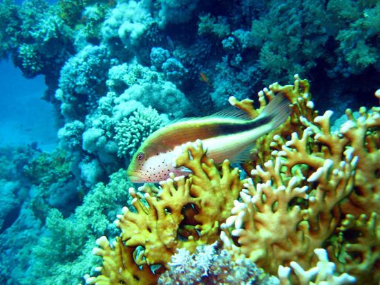 Freckled Hawkfish